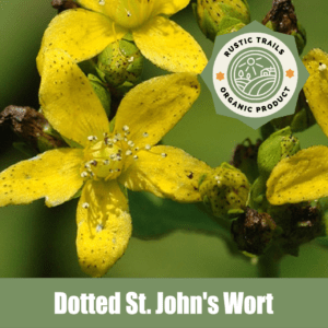 Dotted St. John's Wort, hypericum punctatum